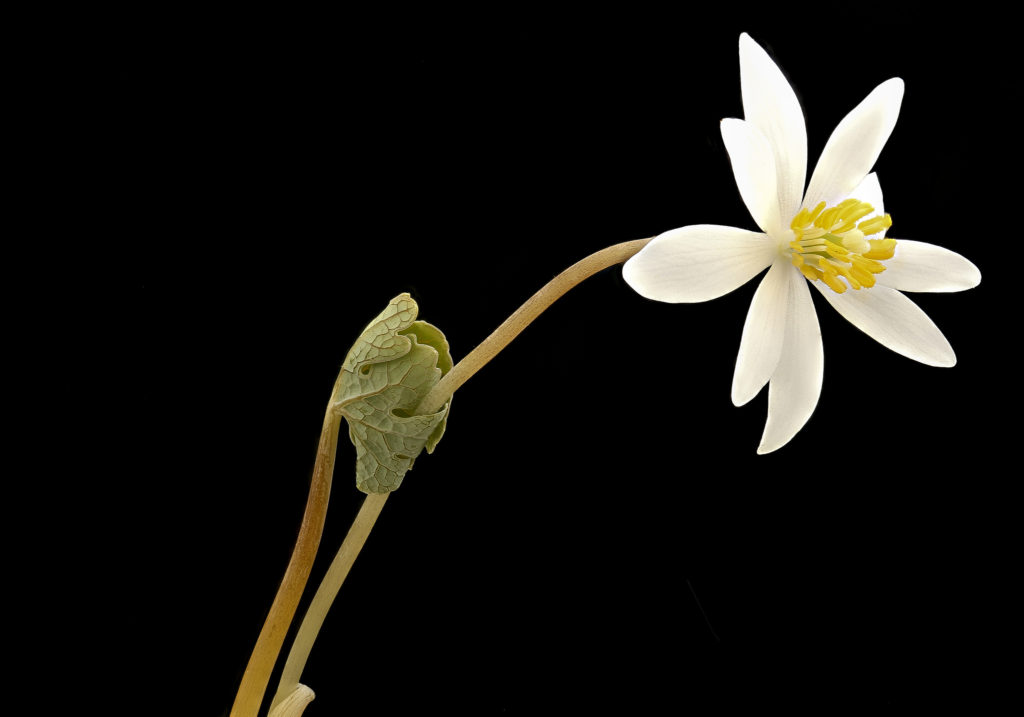 bloodroot