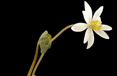 bloodroot